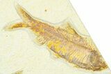 Slab With Two Fossil Fish (Diplomystus & Knightia) - Wyoming #369545-2